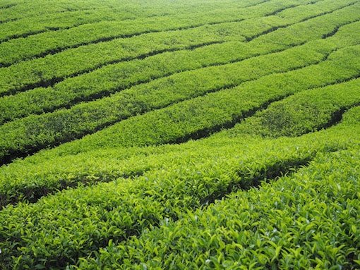 Tea plantation Cameron Highlands Malaysia