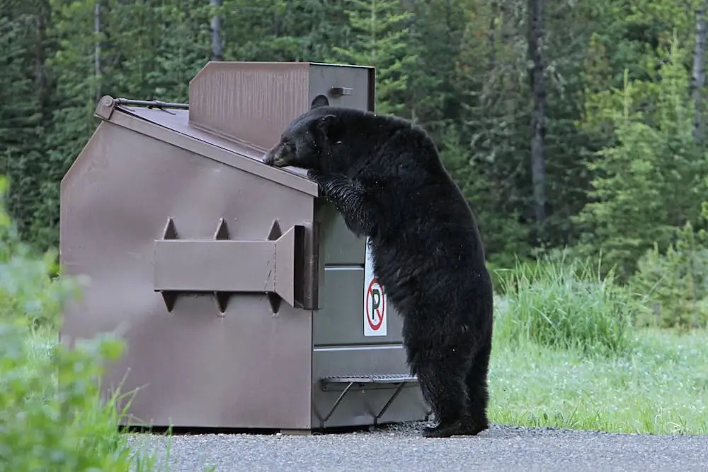 Black bear and bin