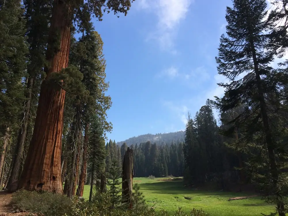 Crescent Meadow Sequoia National Park