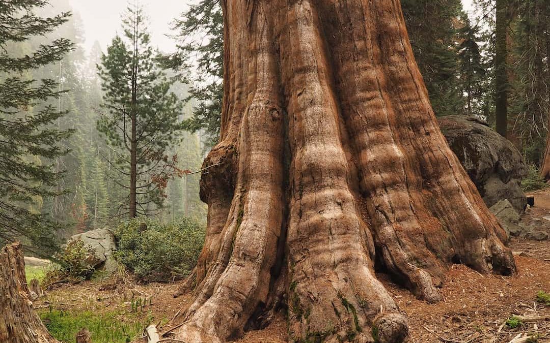 The Giant Trees Of Sequoia National Park