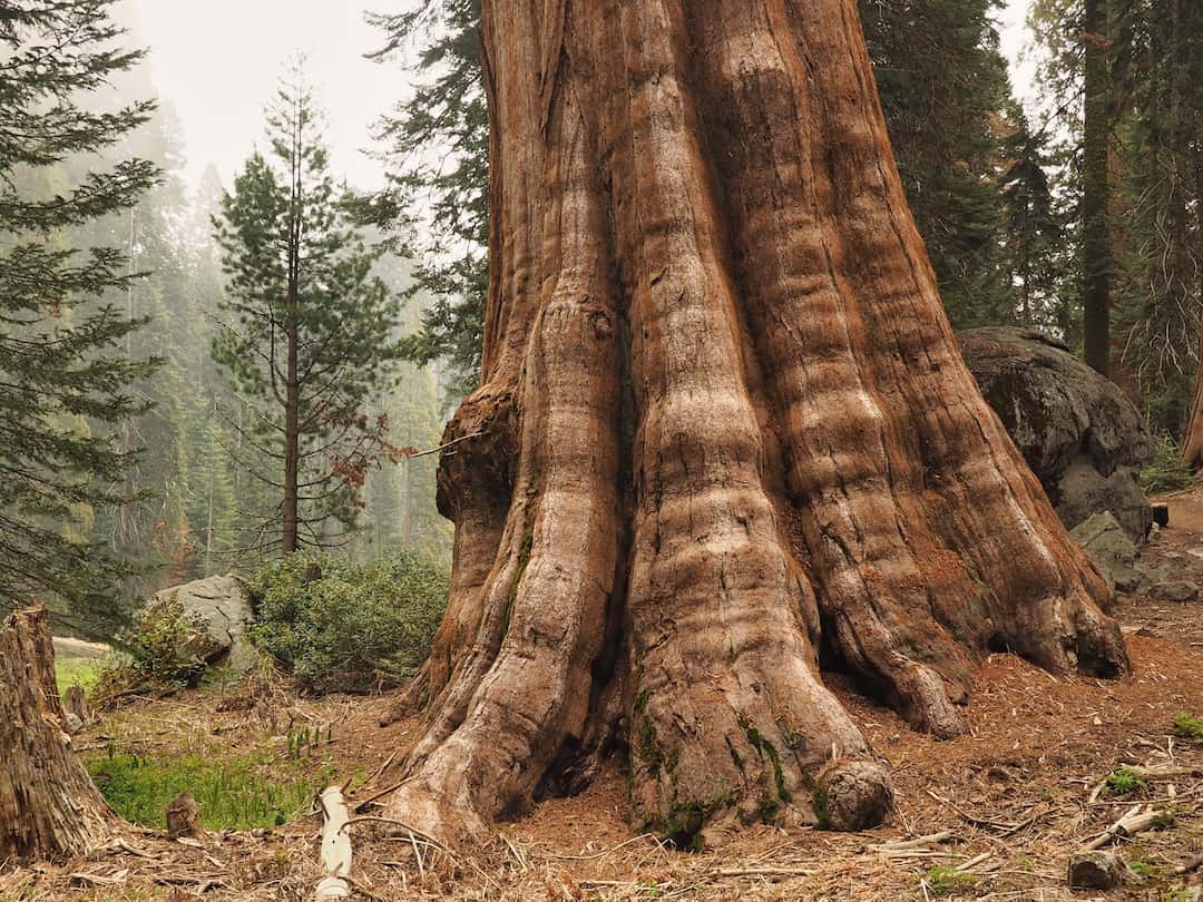 THE GIANT TREES OF SEQUOIA NATIONAL PARK