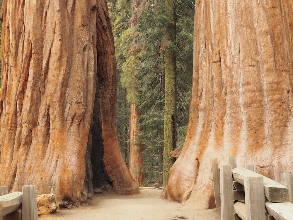 The Twins, Sequoia National Park