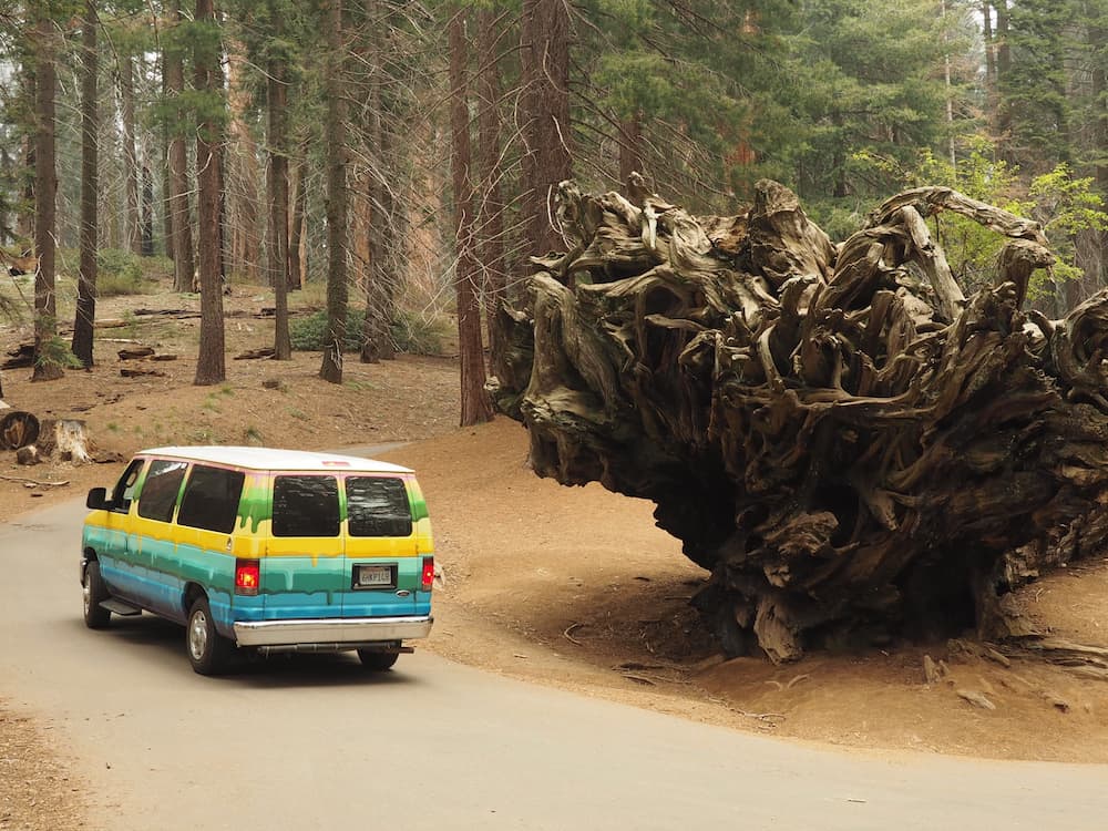 Our van passes by an overturned tree, Sequoia National Park