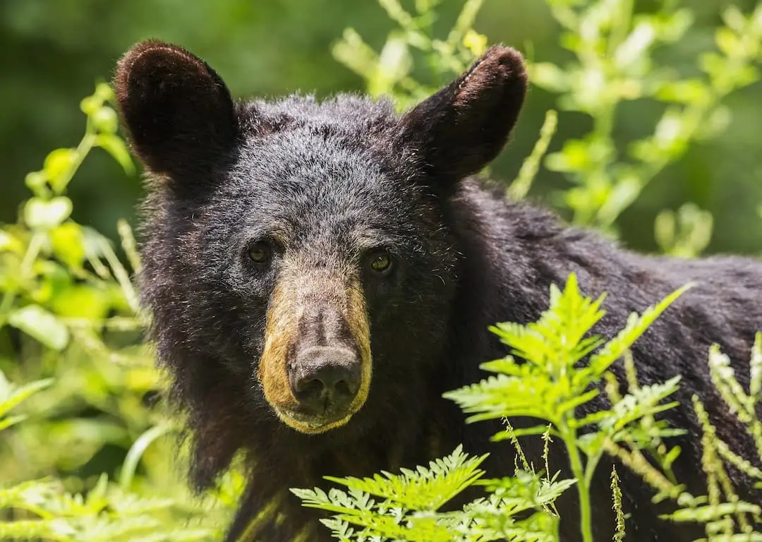 WHY USING A BEAR BOX IS A MATTER OF LIFE AND DEATH