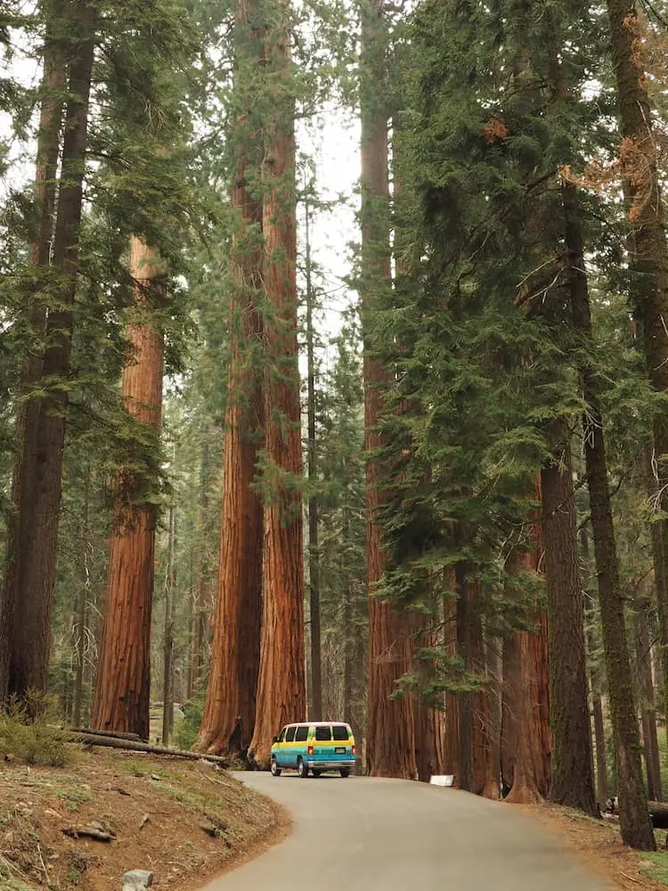 At Giants Forest Sequoia National Park