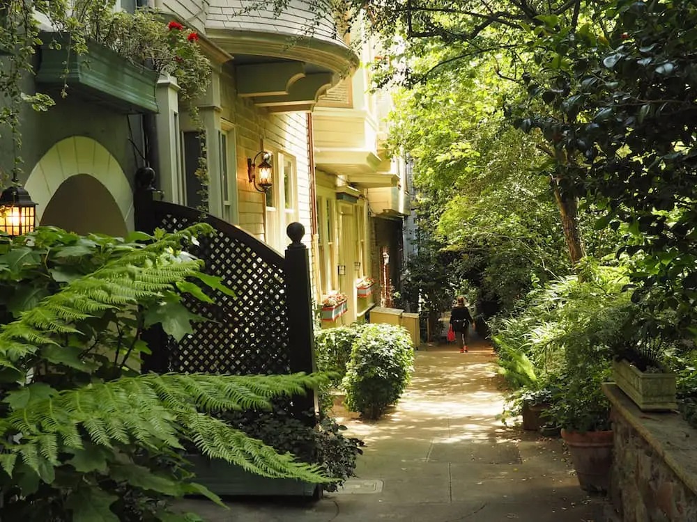 Leafy lane in San Francisco