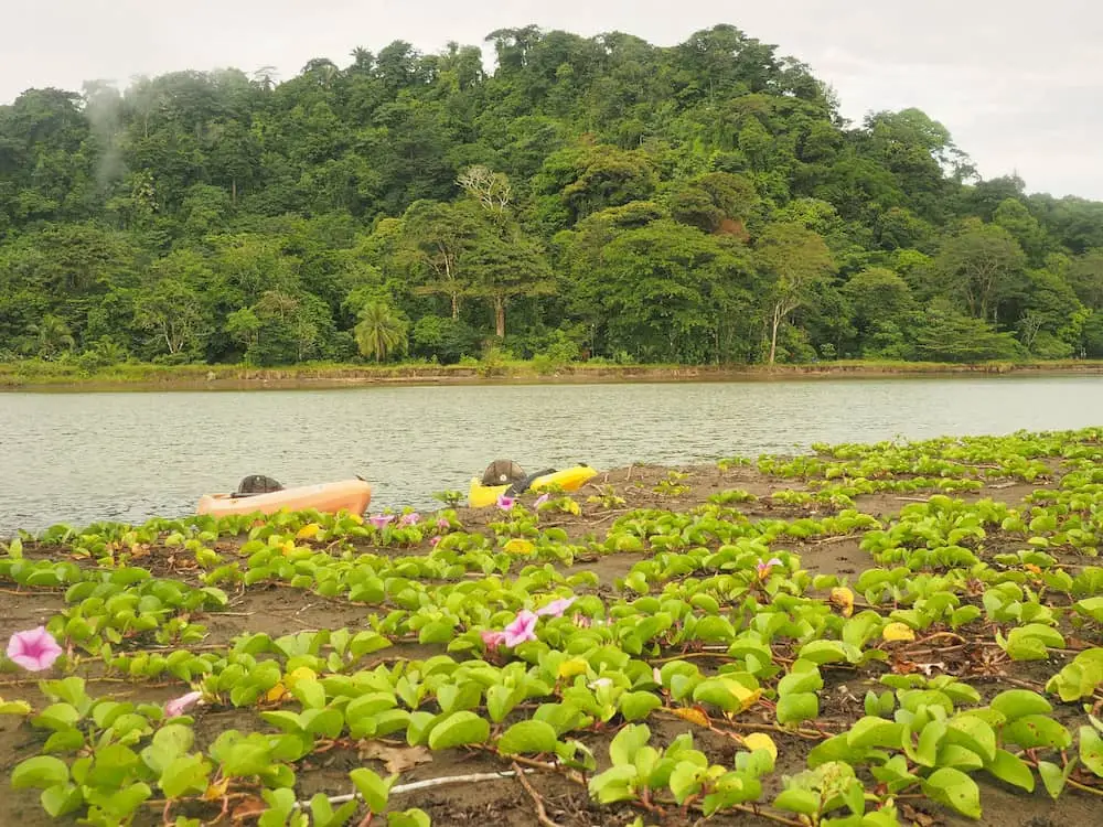 Opposite Tortuguero Hill