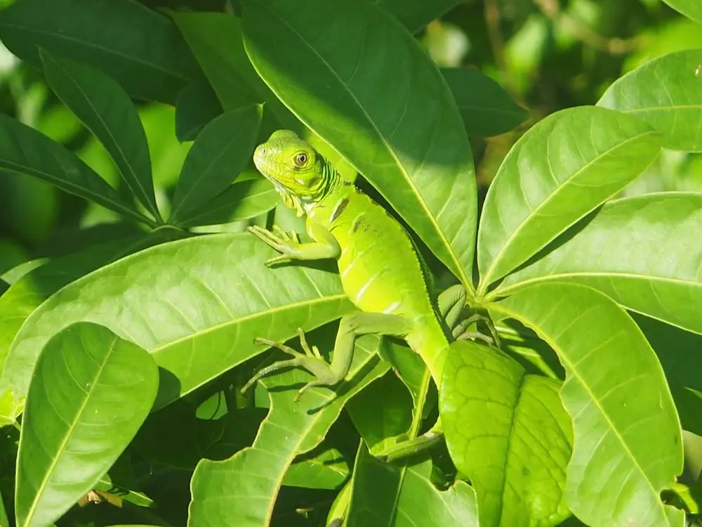 A green basilisk