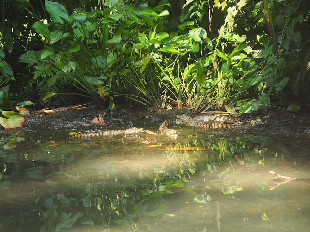Juvenile caimans in Tortuguero National Park