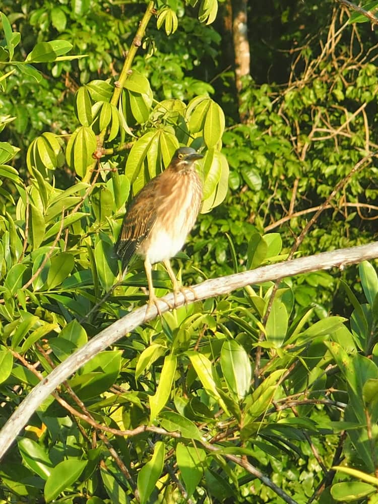 Bird in Tortuguero National Park