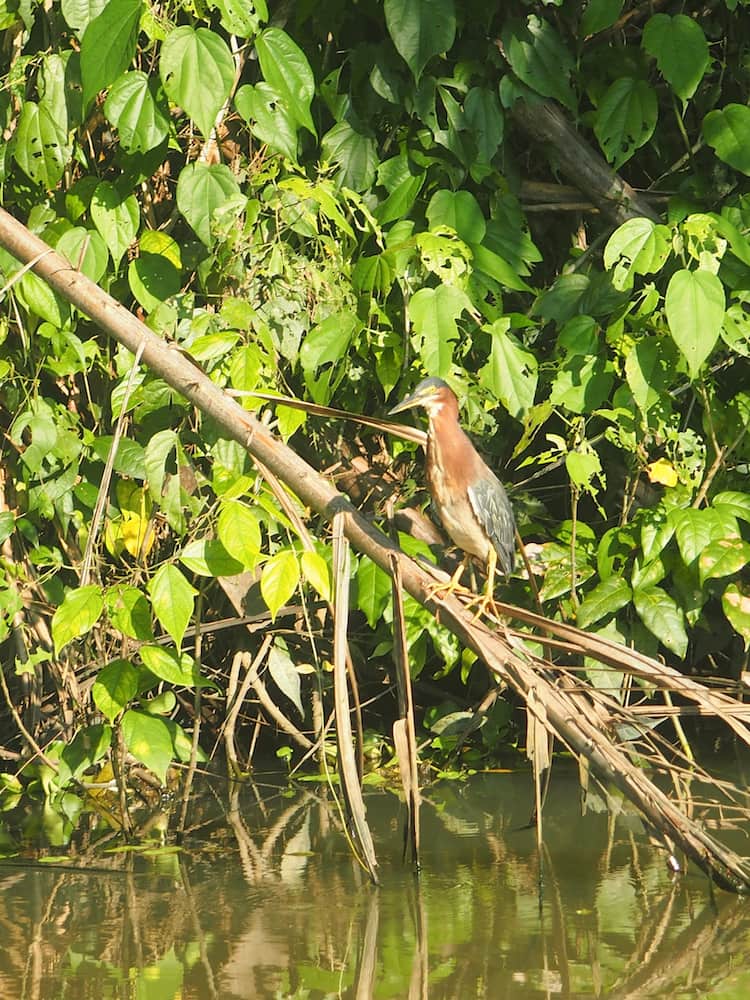 One of Tortuguero National Park's many birds