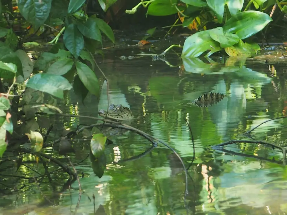 A caiman in the water at Tortuguero National Park dries its wings