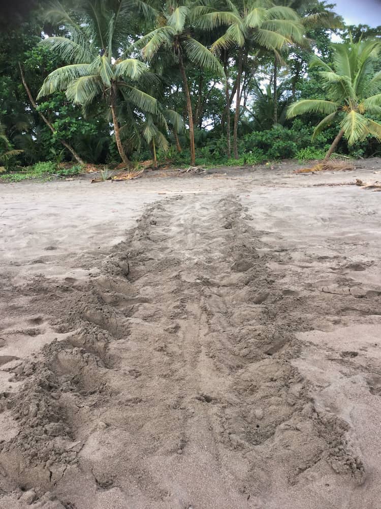 Turtle tracks on Tortuguero Beach