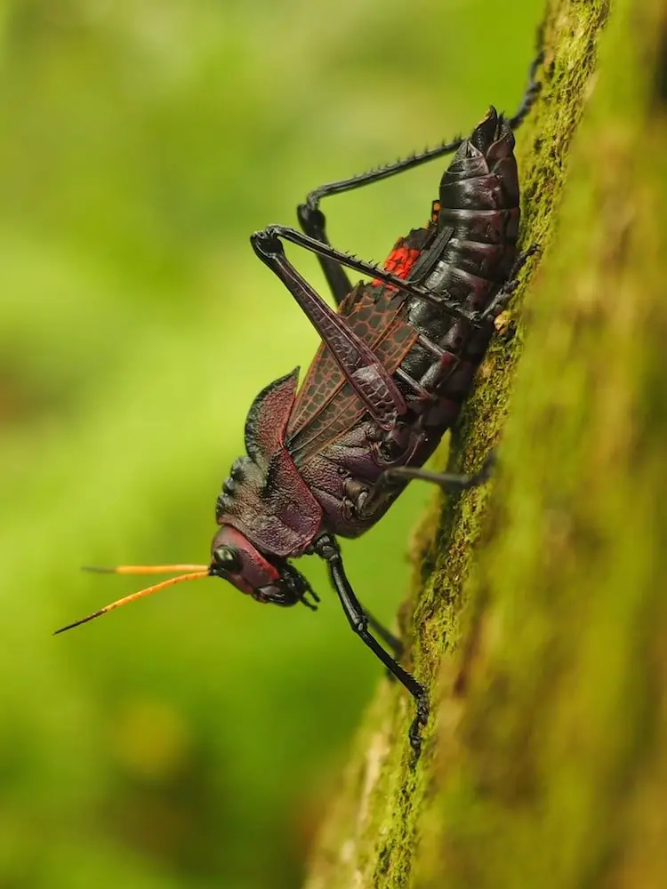 A colourful bug in Cahuita National Park