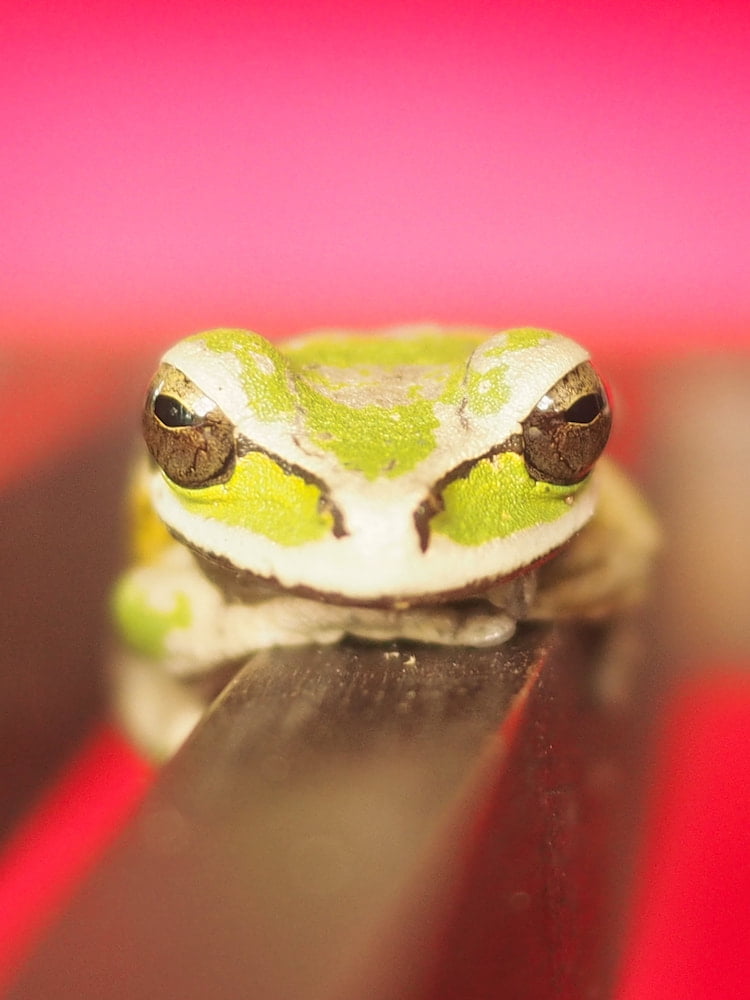 A green frog, Cristobal Island, Bocas del Toro