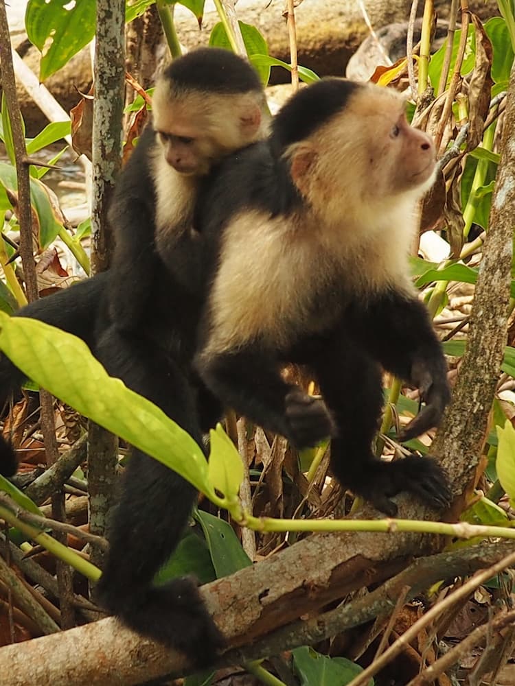 White-Faced Capuchin Monkeys in Cahuita National Park