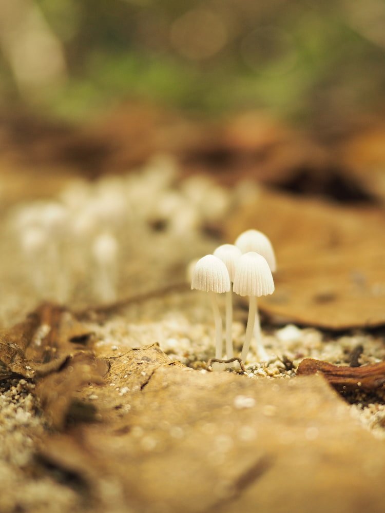 Mushrooms in Cahuita National Park