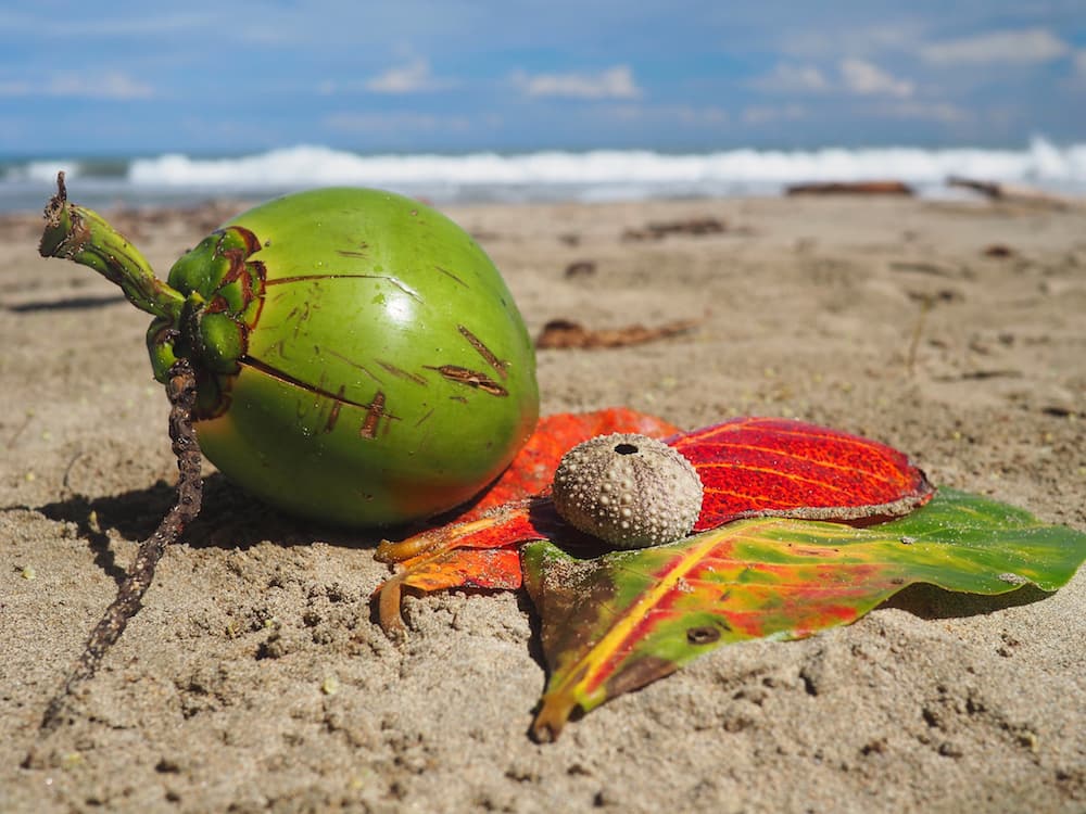 Costa Rica Caribbean Coast - artefacts on Playa Punta Uva