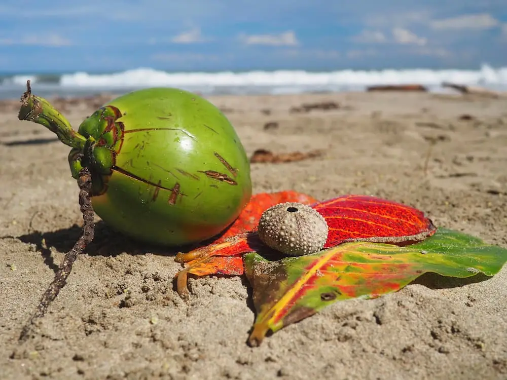 Costa Rica Caribbean Coast - artefacts on Playa Punta Uva