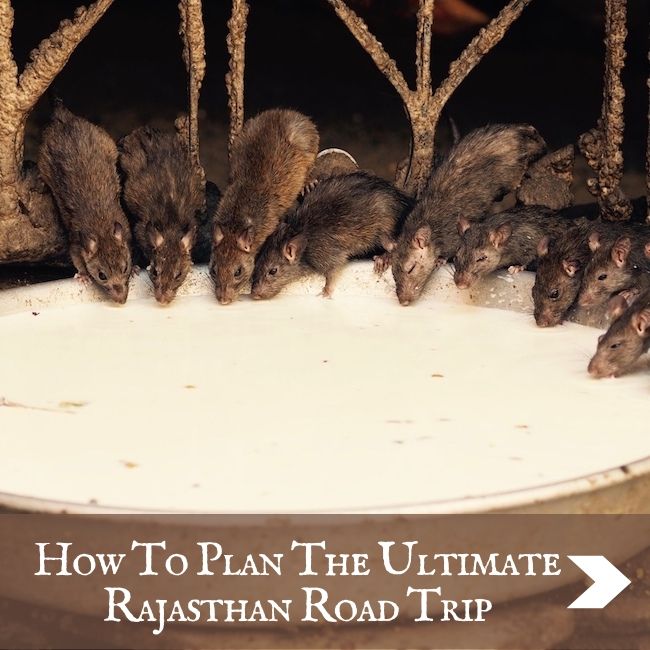 INDIA - Rajasthan Road Trip