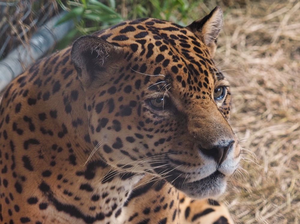 Roscoe the jaguar