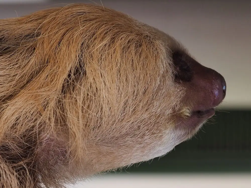 Two-toed sloth
