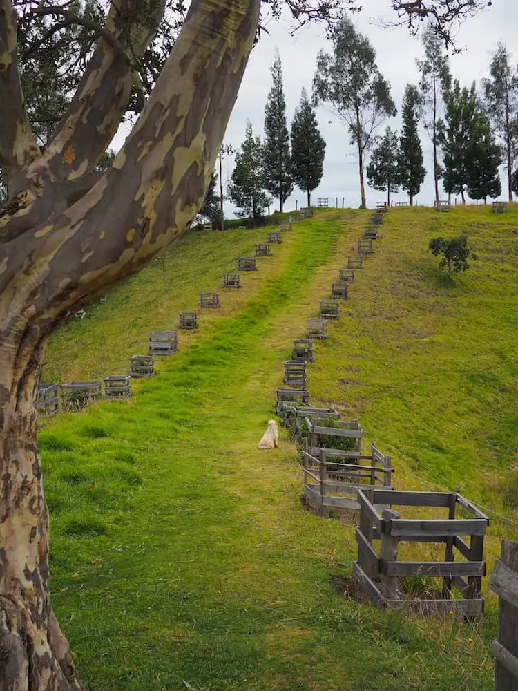 Rows of seedlings
