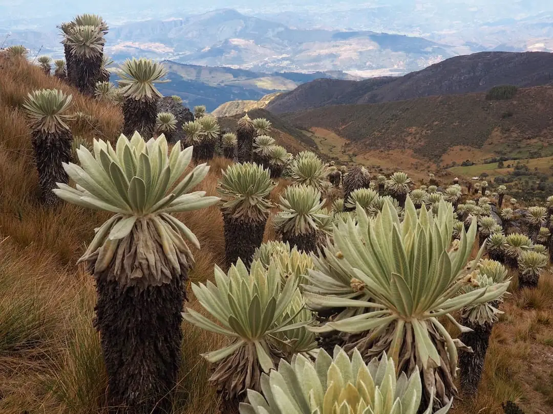 How To Explore Mongúi And The World's Most Beautiful Páramo