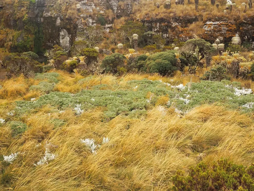 Diversity of flora at the summit