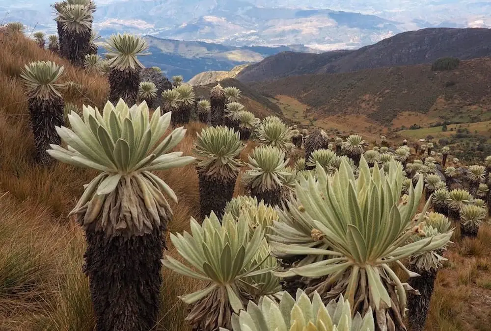 How To Explore Mongui And The World’s Most Beautiful Paramo
