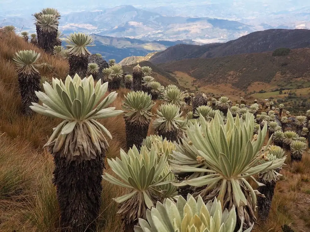 Mongui Paramo de Ocetas trek frailejones...