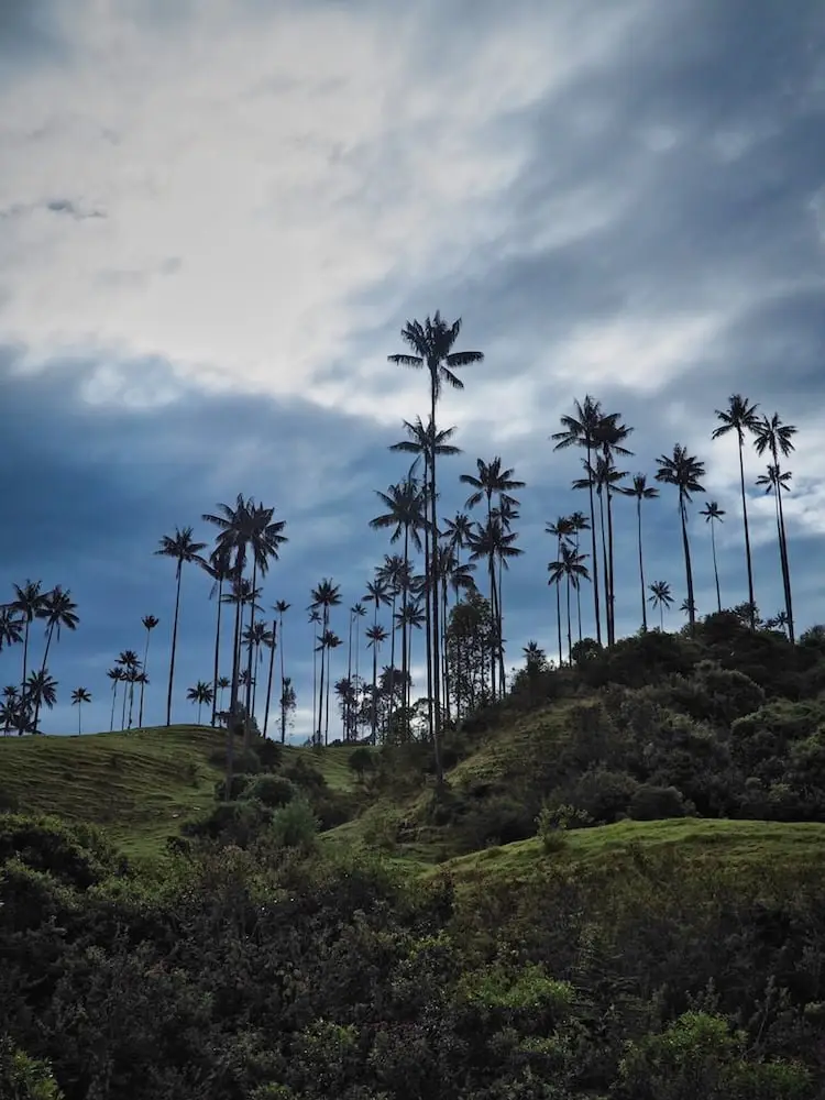 Wax palms in the Samaria Valley