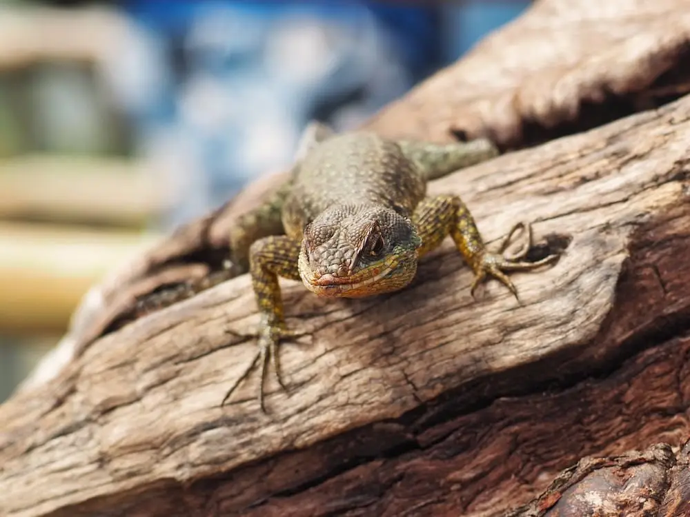 A lizard at Garganta del Diablo