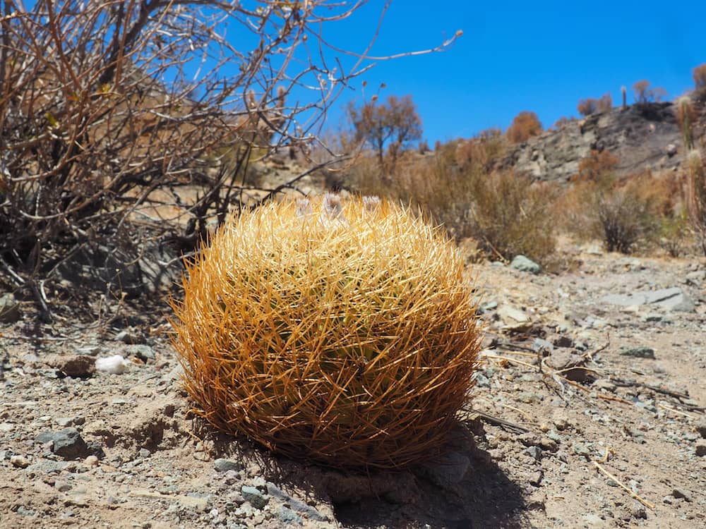 A golden ball cactus