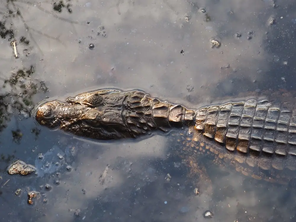 A caiman seen on the Upper Circuit