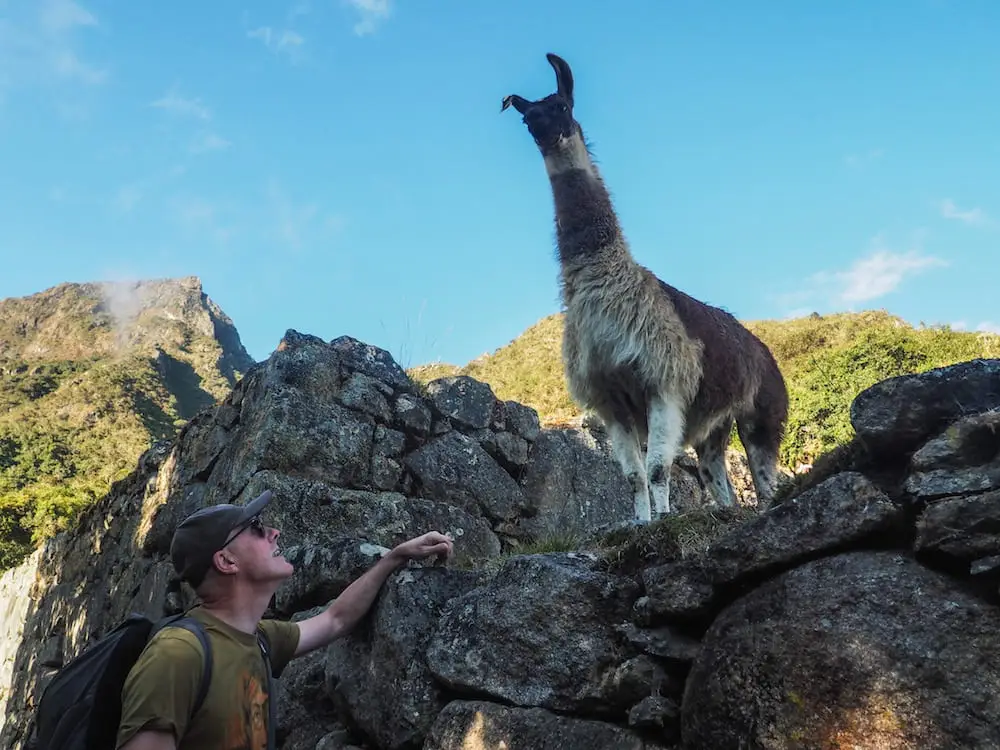 Llama at the start of the Machu Picchu Mountain trail