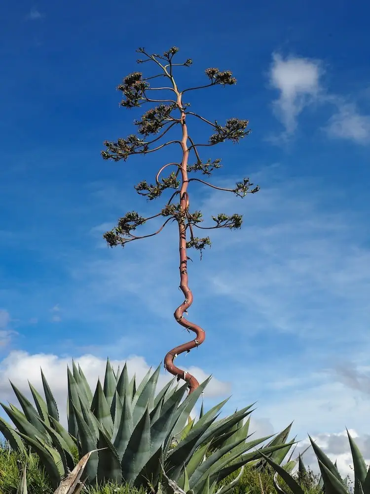 Adam's Needle plant