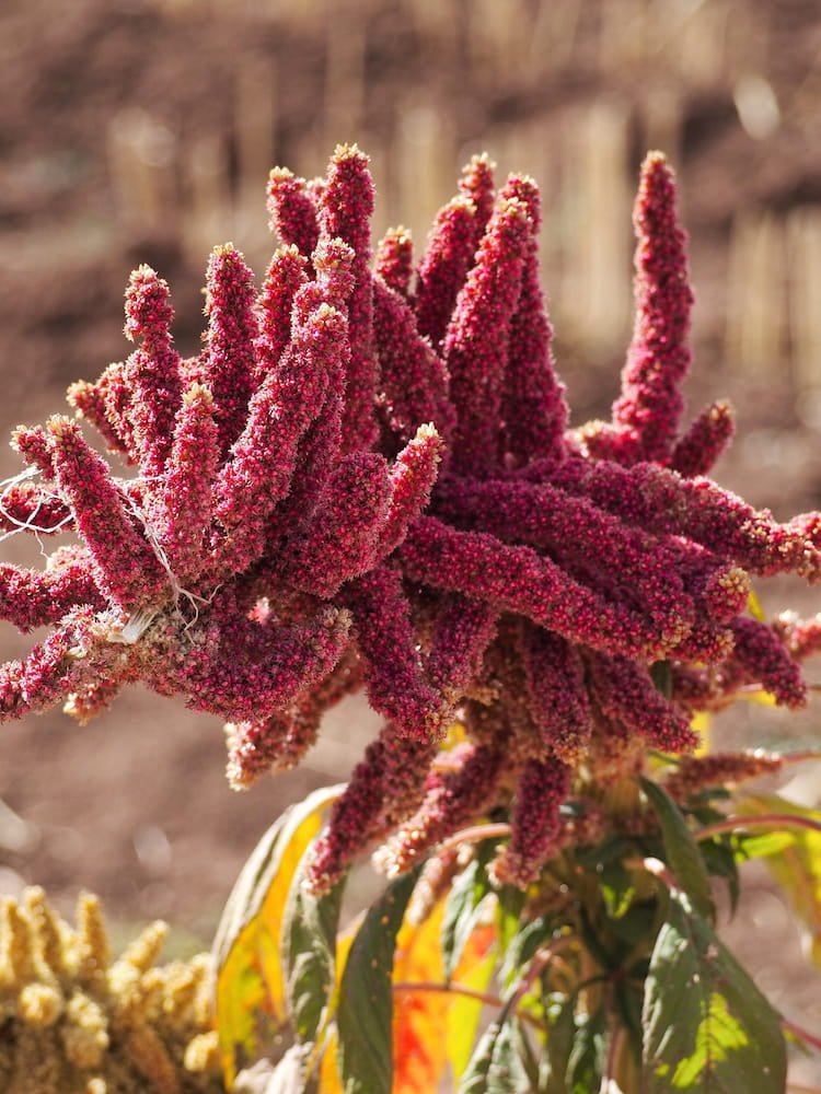 Red quinoa plant in the Sacred Valley