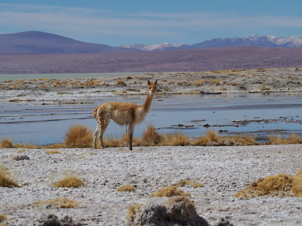 A vicuna stares at the camera