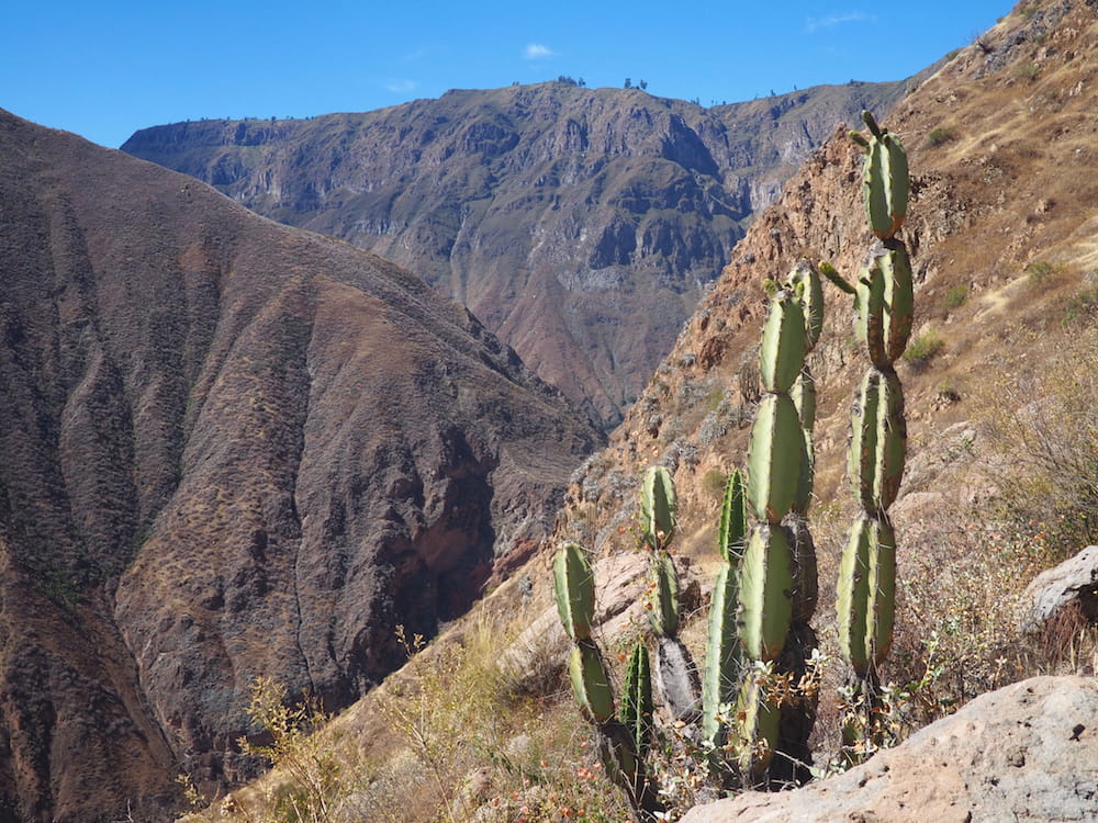A lone Cactus from the Colca Canyon in Peru