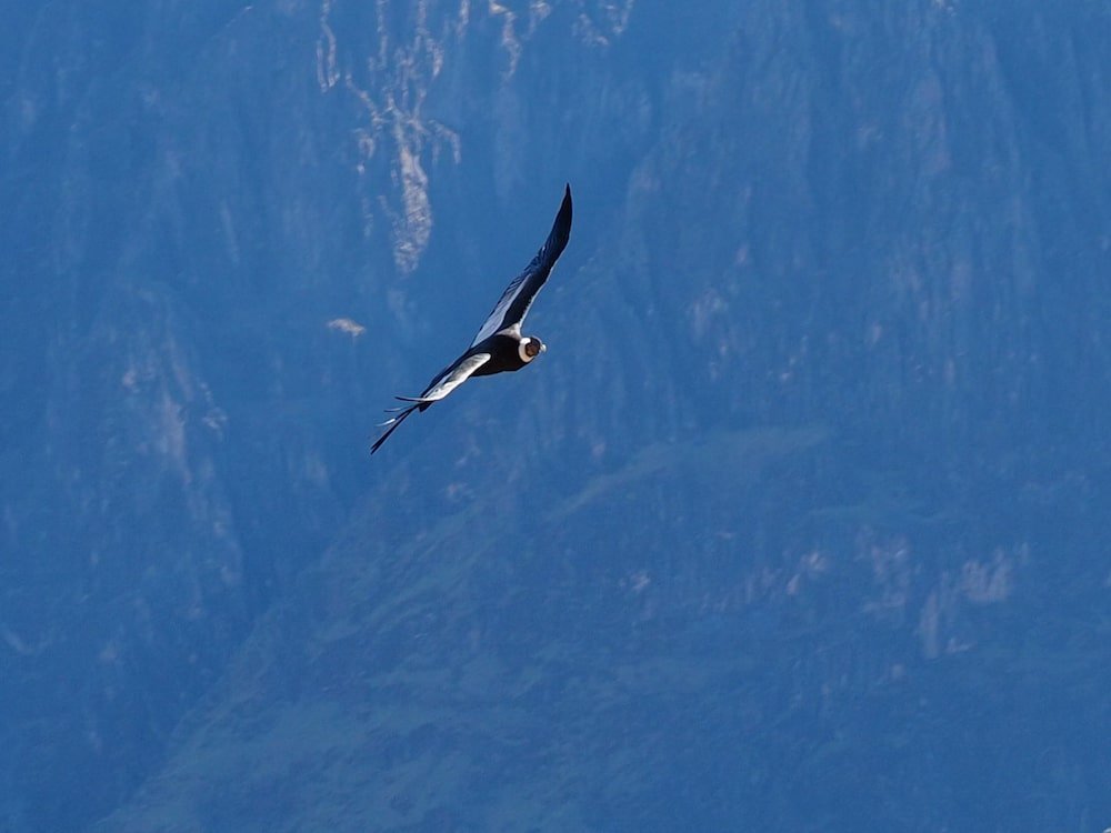 An Andean Condor soars above the canyon