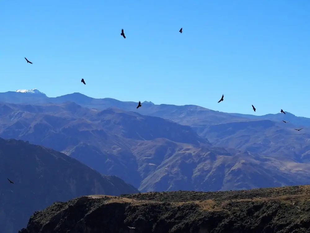 Lots of condors