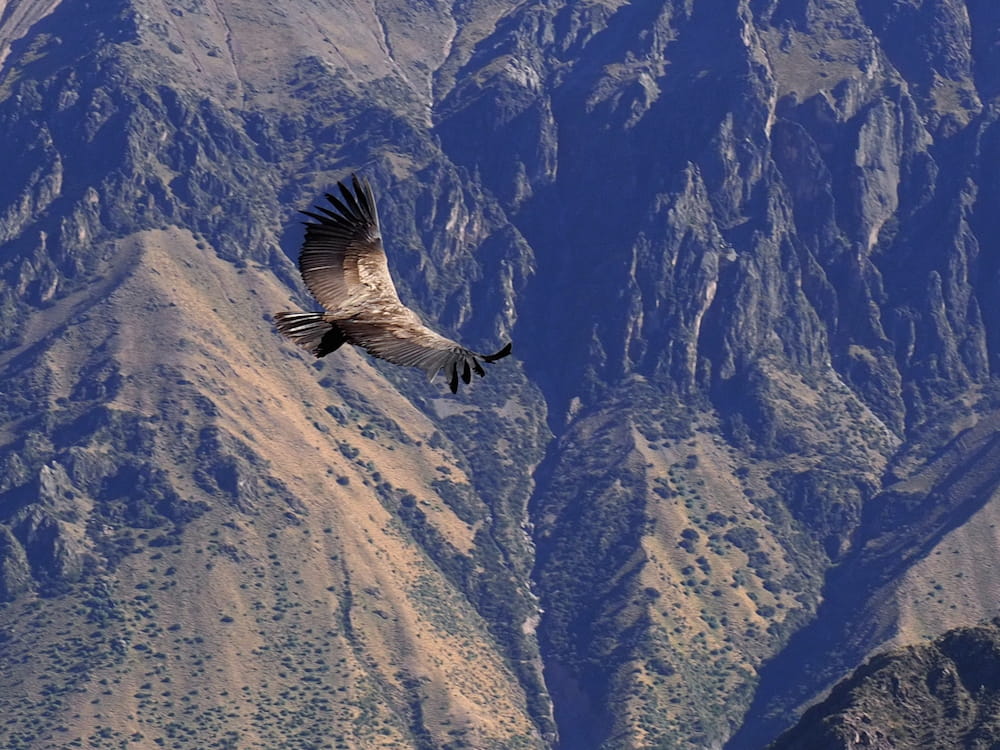 A condor flies directly below the viewing point