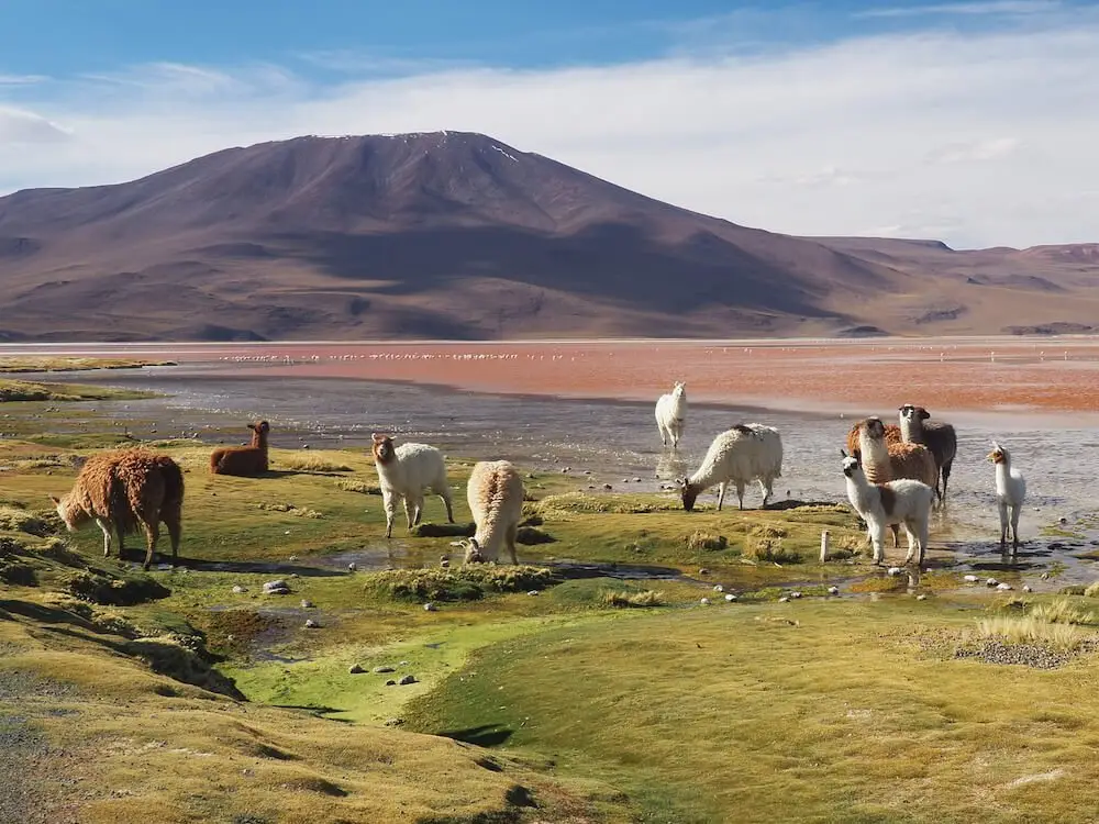 Group of alpacas