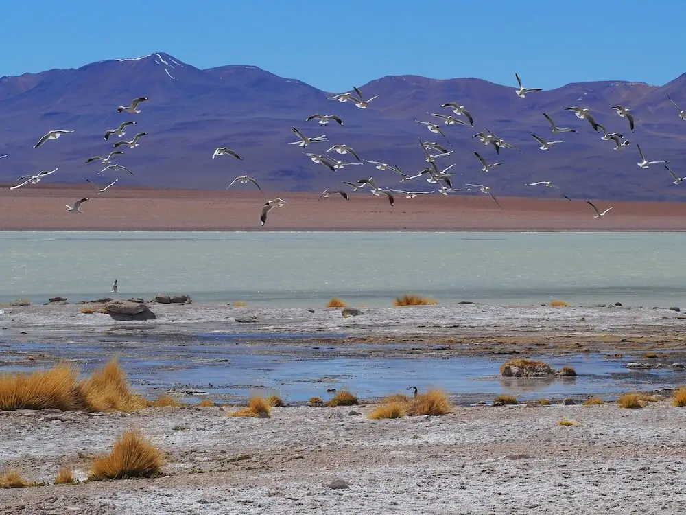 Flamingoes taking flight