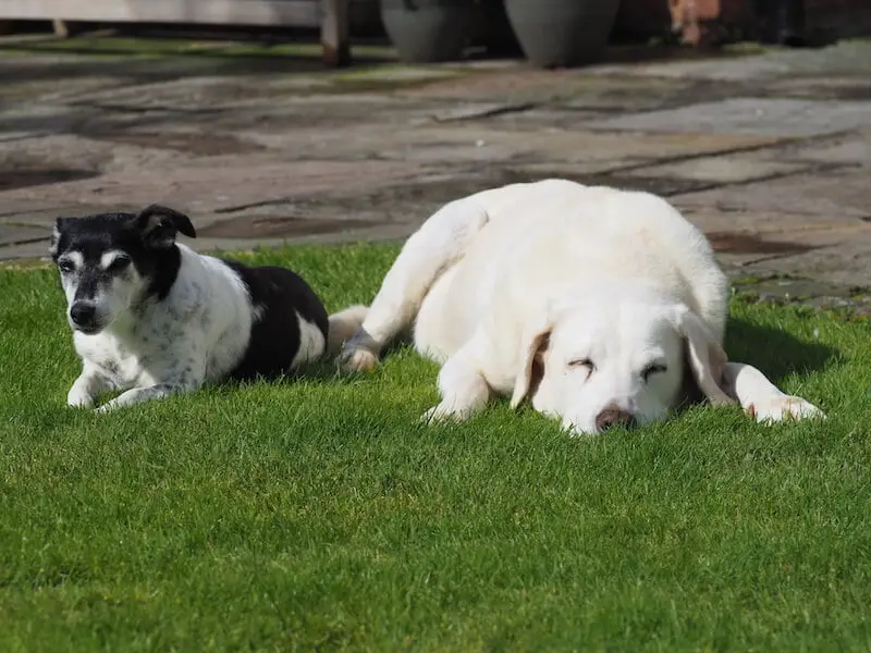 Clotton housesit Cheshire