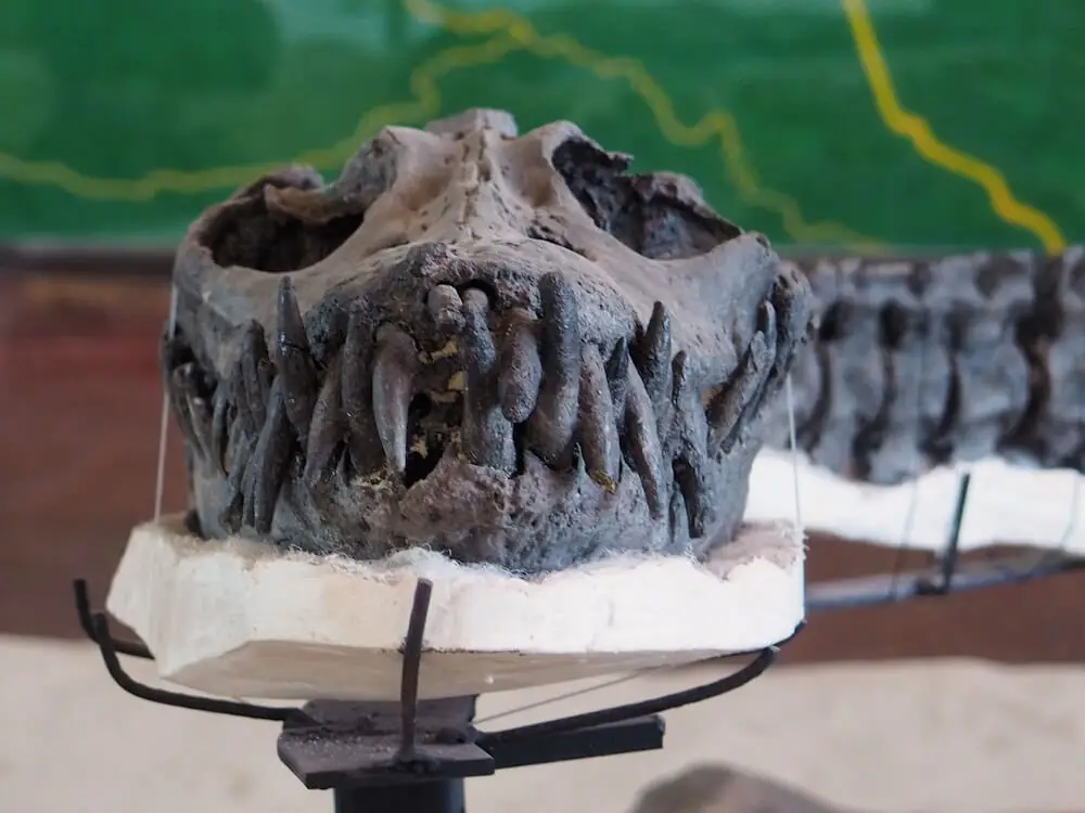 Fossil museum in Villa de Leyva