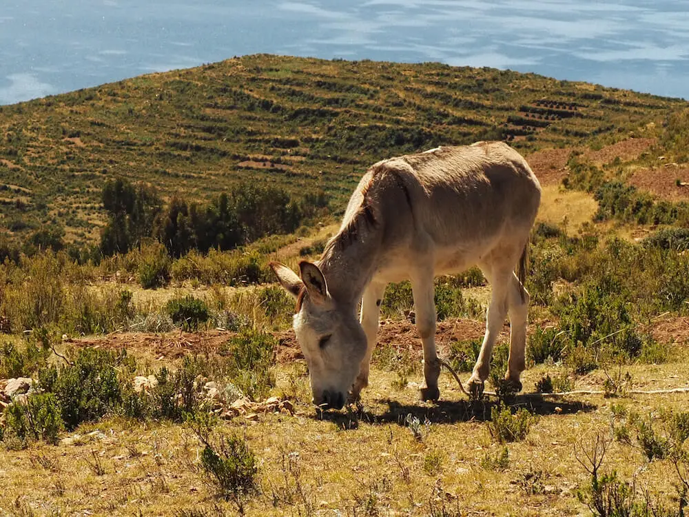 A donkey takes a break from working in the field