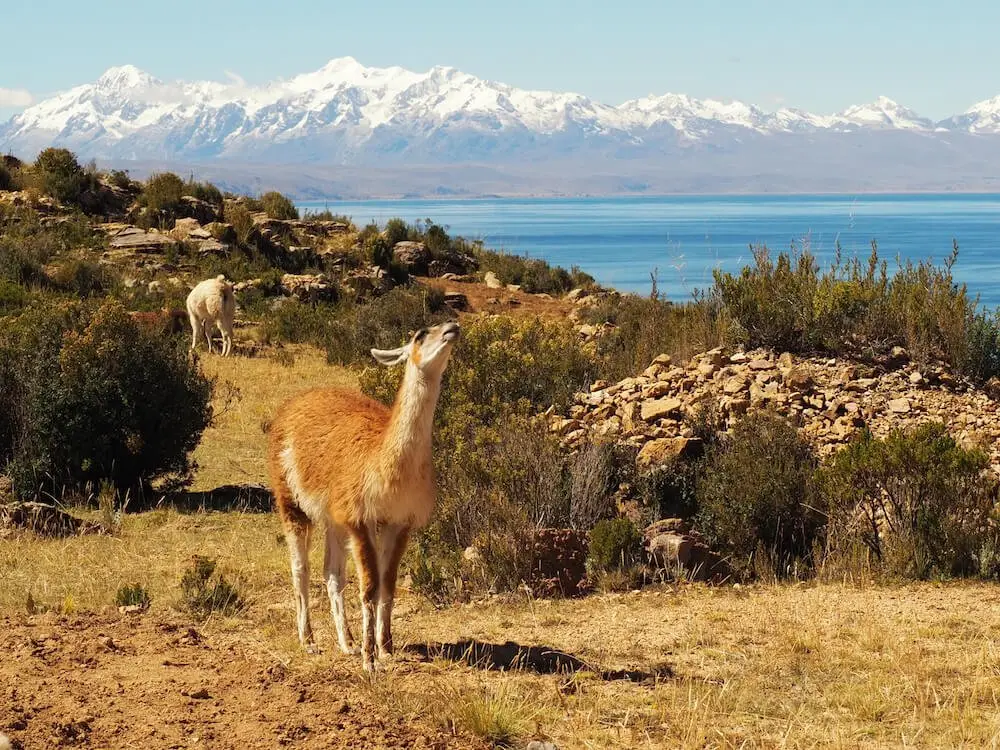A working llama