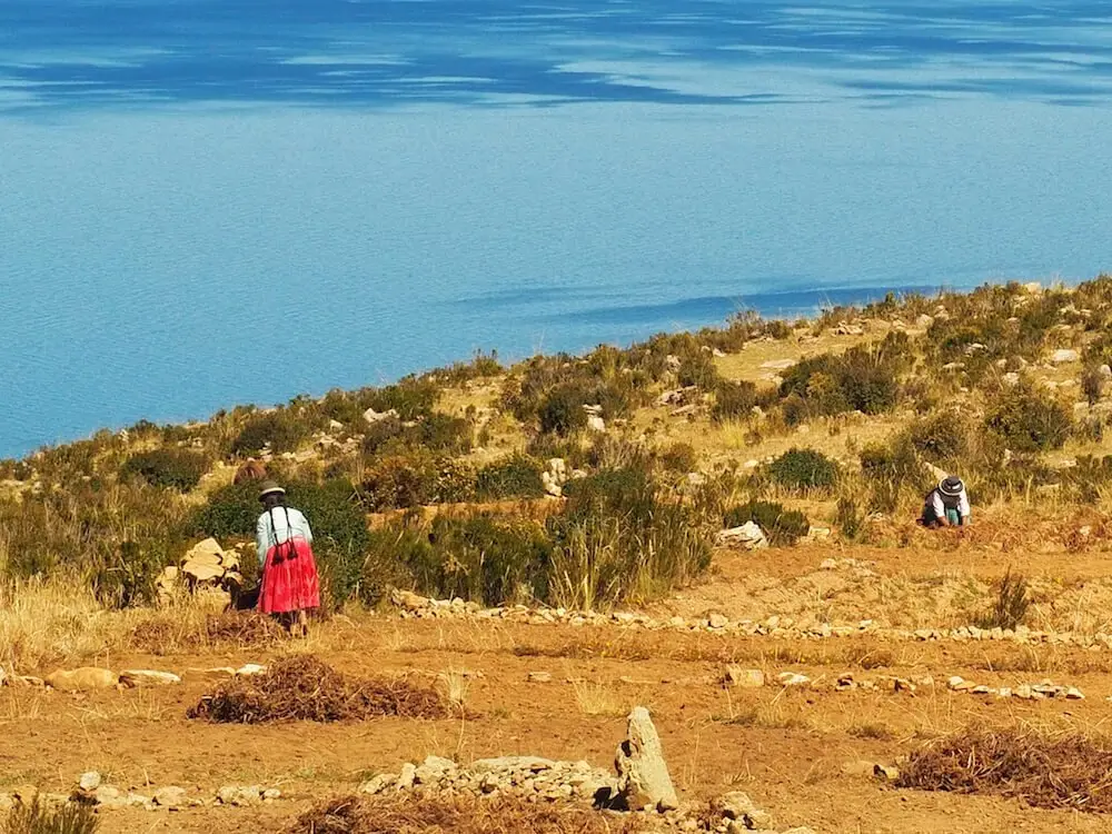 Local people working in a potato field